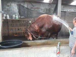 Dibeli Jokowi untuk Kurban, Sapi Milik Warga Ungaran Ini Mandi 3 Kali Sehari