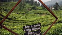 Hamparan kebun teh menjadi salah satu destinasi wisata di kawasan Puncak Bogor.