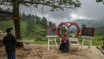 Sejuknya Hamparan Kebun Teh di Puncak Bogor