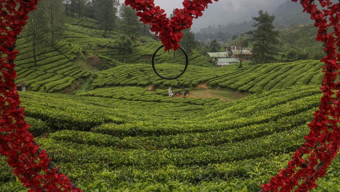 Warga menikmati keindahan alam kebun teh Warpat di Puncak, Kabupaten Bogor, Jawa Barat, Senin (19/6/2023). Pemerintah Provinsi Jawa Barat melalui Dinas Pariwisata dan Kebudayaan Jawa Barat mendorong perekonomian dari sektor pariwisata dengan menyinergikan seluruh stakeholder pariwisata untuk mengisi dan mengakselerasi kunjungan wisatawan ke Jawa Barat. ANTARA FOTO/Yulius Satria Wijaya/rwa.