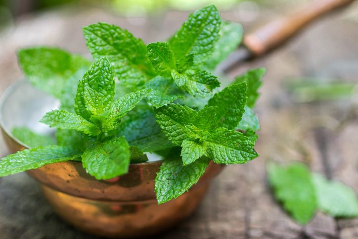 5 Bahan di Dapur Ini Bikin Semut Ngacir dari Rumah!