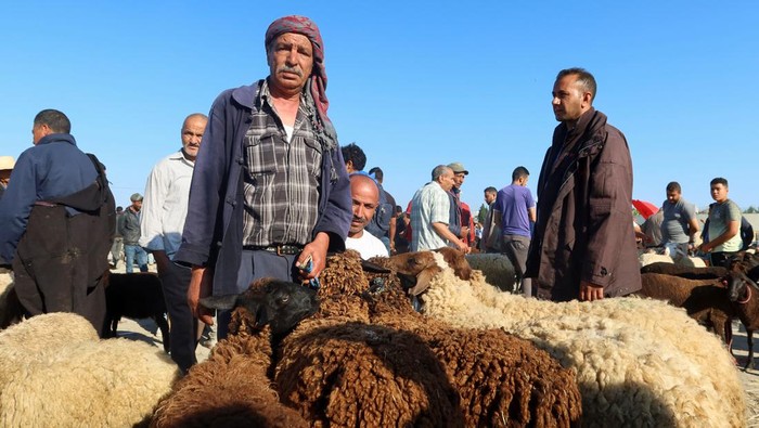 TUNISIA-INFLATION/SHEEP Sheep eat at Nabil Rhimi's farm in Borj El Amri, Tunisia June 17, 2023. REUTERS/Jihed Abidellaoui TPX IMAGES OF THE DAY