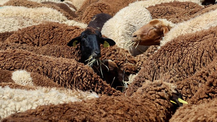 TUNISIA-INFLATION/SHEEP Sheep eat at Nabil Rhimi's farm in Borj El Amri, Tunisia June 17, 2023. REUTERS/Jihed Abidellaoui TPX IMAGES OF THE DAY