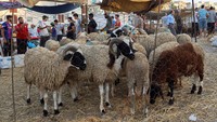 Ini penampakan sejumlah domba di pasar ternak, Tunis, Tunisia, Minggu (18/6/2023).