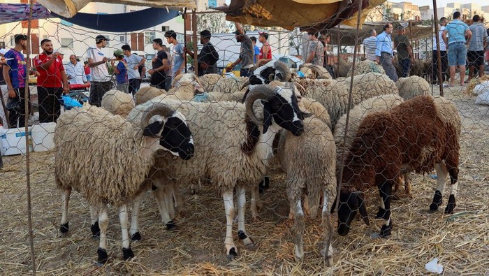 TUNISIA-INFLATION/SHEEP Sheep eat at Nabil Rhimi's farm in Borj El Amri, Tunisia June 17, 2023. REUTERS/Jihed Abidellaoui TPX IMAGES OF THE DAY