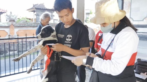 Vaksinasi Hewan pembawa rabies di desa satra Klungkung, oleh tim dari dinas Pertanian Klungkung, Selasa (20/6/2023).
