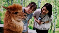 Diketahui, dua ekor alpaka ini merupakan hewan yang berada di kebun binatang dalam ruangan bernama Alpaca Land.