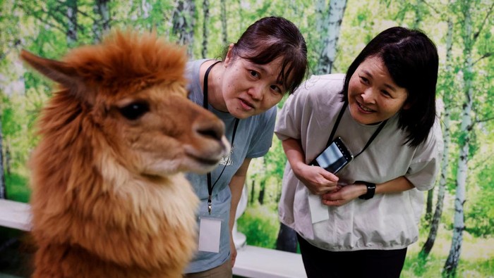 Dua ekor Alpaka terlihat asyik berkeliaran di jalanan Tokyo, Jepang. Hewan yang mirip dengan Ilama ini langsung membuat warga gemas.
