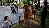 Alpaka secara alami merupakan hewan pemalu. Di alam liar bisa saja seekor alpaka bakal meludah atau melarikan diri bila bertemu langsung dengan manusia.