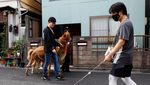 Alpaka yang Berkeliaran di Jalanan Tokyo Ini Bikin Gemas Warga