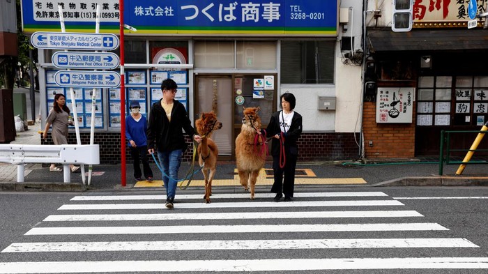 Dua ekor Alpaka terlihat asyik berkeliaran di jalanan Tokyo, Jepang. Hewan yang mirip dengan Ilama ini langsung membuat warga gemas.