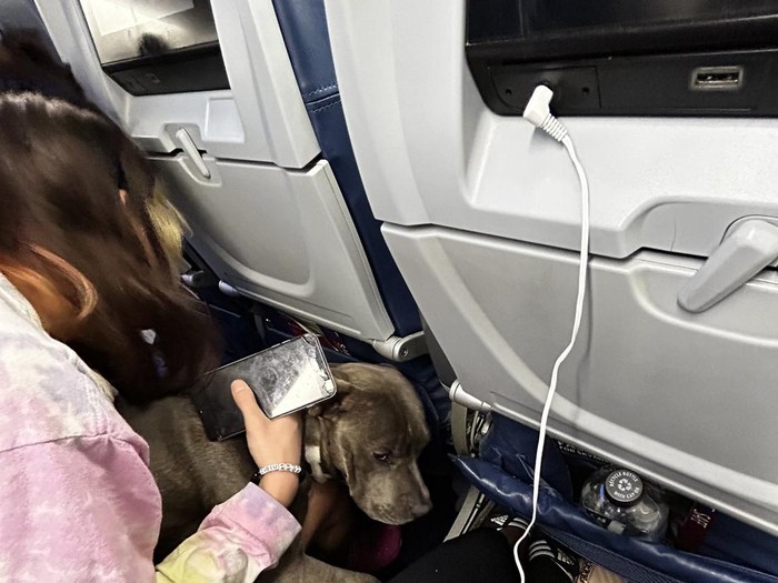 Anjing pitbull di pesawat