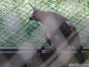 Elang Jawa yang Kian Tersisih di Alam