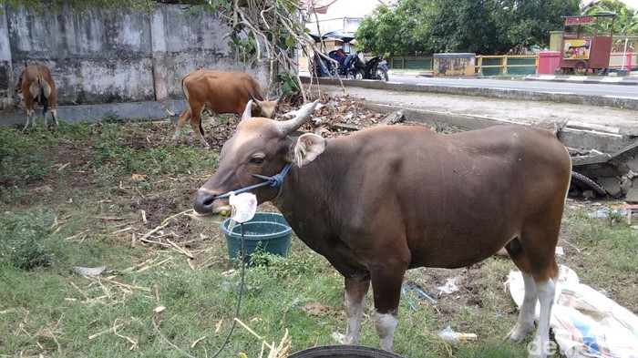 Penjual hewan kuran mulai bermunculan di Kota Gorontalo jelang Hari Raya Idul Adha 2023.