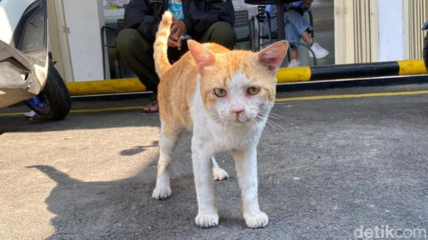 Irwan dan kucing bernama Michael.