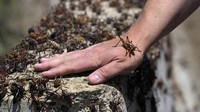 Menurut legenda, serangga mendapatkan namanya ketika mereka merusak tanaman yang ditanam oleh pemukim Mormon yang pindah ke lembah Salt Lake di Utah, kata Knight.  