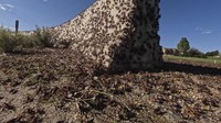 Jangkrik Mormon bukanlah jangkrik sejati melainkan tonggeret yang didukung perisai. Mereka tidak dapat terbang tetapi bepergian bersama dalam kawasan yang dapat berkisar dari 5 acre (2 hektar) acre hingga ratusan acre.  