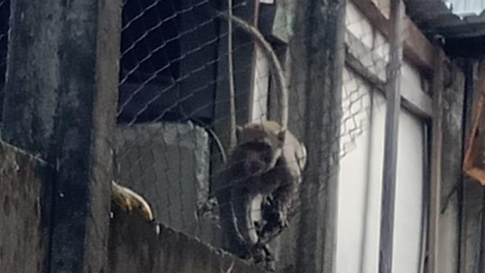 Kawanan Monyet Mengunjungi Permukiman Warga: Evakuasi Sedang Dilakukan