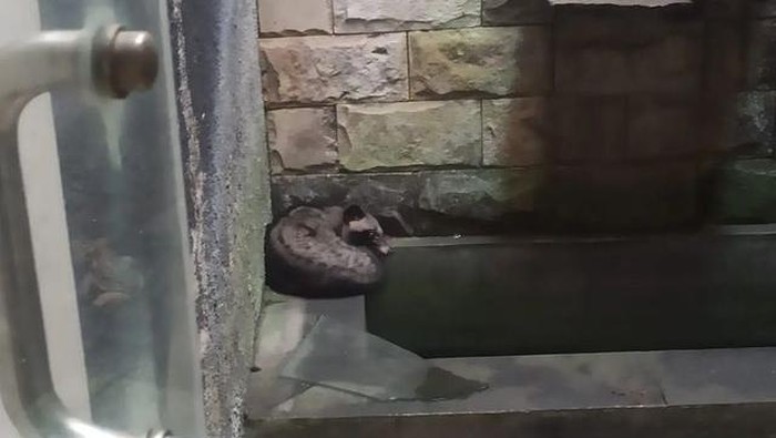 Kehadiran seekor musang membuat panik warga Cipayung, Jakarta Timur (Jaktim). Musang tersebut masuk ke rumahnya dan meringkuk di pinggir kolam ikan di rumahnya. (IG @cipayungfirerescue)