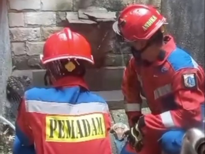 Kehadiran seekor musang membuat panik warga Cipayung, Jakarta Timur (Jaktim). Musang tersebut masuk ke rumahnya dan meringkuk di pinggir kolam ikan di rumahnya. (IG @cipayungfirerescue)