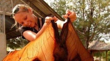 Merupakan endemik di hutan Filipina, Golden-Crowned Flying Fox merupakan kelelawar terbesar di dunia dengan lebar sayap saat direntangkan mencapai 1,5 meter, bobot 1,2 kg, dan koloninya dapat berjumlah hingga 10 ribu kelelawar. Foto: All Thats Interesting