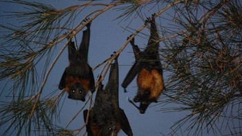 Kelelawar ini sebenarnya tidak menimbulkan bahaya pada manusia. Namun justru perburuan manusia dan penggundulan hutan secara langsung membahayakan eksistensi spesies tersebut. Foto: All Thats Interesting