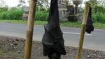 Wow! Kelelawar Raksasa Ini Ukurannya Sebesar Manusia