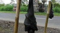 Kelelawar ini sebenarnya tidak menimbulkan bahaya pada manusia. Namun justru perburuan manusia dan penggundulan hutan secara langsung membahayakan eksistensi spesies tersebut.. (Foto: All Thats Interesting)