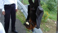 Merupakan endemik di hutan Filipina, Golden-Crowned Flying Fox merupakan kelelawar terbesar di dunia dengan lebar sayap saat direntangkan mencapai 1,5 meter, bobot 1,2 kg, dan koloninya dapat berjumlah hingga 10 ribu kelelawar. (Foto: All Thats Interesting)