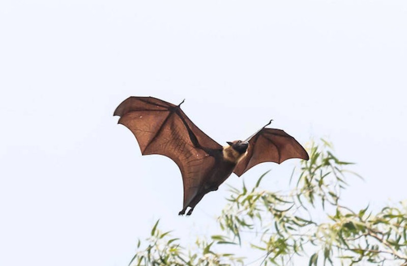 Kelelawar raksasa