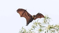 Megabat atau kelelawar raksasa Golden-Crowned Flying Fox selalu membuat orang yang melihatnya takjub. Sejumlah penampakannya yang viral di media sosial pun kerap mengundang komentar netizen yang tidak percaya besar kelelawar ini nyaris sebesar manusia. (Foto: All Thats Interesting)