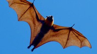 Tidak seperti kebanyakan kelelawar lainnya, Golden-Crowned Flying Fox tidak mengandalkan ekolokasi untuk bergerak, melainkan menggunakan indra penglihatan dan penciuman mereka untuk terbang dengan sangat baik (Foto: All Thats Interesting)