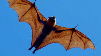 Megabat atau kelelawar raksasa Golden-Crowned Flying Fox selalu membuat orang yang melihatnya takjub. Sejumlah penampakannya yang viral di media sosial pun kerap mengundang komentar netizen yang tidak percaya besar kelelawar ini nyaris sebesar manusia. Foto: All Thats Interesting