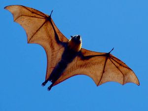 Penjelasan Ahli soal Kelelawar Sumber Penularan Virus Nipah