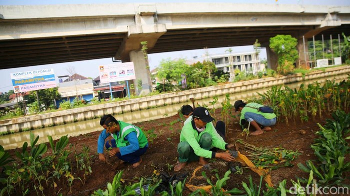 Kolong Tol Becakayu Dipercantik dengan Penghijauan Sudin Kehutanan melakukan penanaman berbagai jenis tanaman di kolong Tol Becakayu, Jaktim, Kamis (22/6). Penanaman itu untuk menggalakkan program penghijauan.