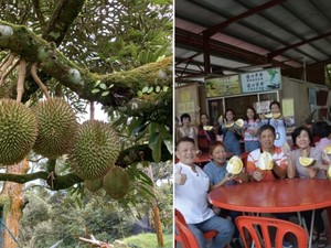 Asyik! Trip Singapura-Pahang Khusus Cicip Durian Musang King