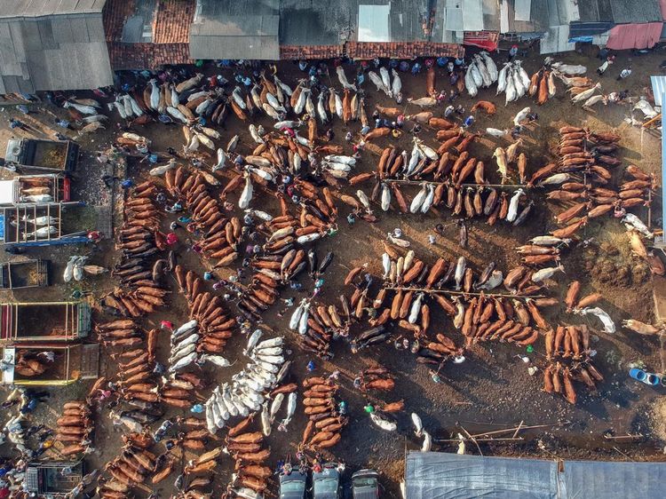 Ramainya Pasar Hewan Jonggol Jelang Idul Adha