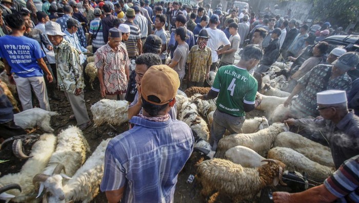 Ramainya Pasar Hewan Jonggol Jelang Idul Adha Pedagang menjajakan hewan untuk kurban di Pasar Hewan Jonggol, Kabupaten Bogor, Jawa Barat, Kamis (22/6/2023). Menurut pengelola, sepekan menjelang Hari Raya Idul Adha pasar hewan di Jonggol kian ramai pedagang dan pembeli dengan sekitar 900 ekor sapi dan 700 ekor kambing dan domba dari berbagai jenis dijajakan di pasar hewan tersebut. ANTARA FOTO/Yulius Satria Wijaya/rwa.