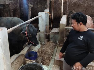 Cerita Pemilik Sapi Black Bos di Sleman Dipilih buat Kurban Jokowi