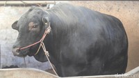 Sapi berbobot 1,03 ton jenis Angus ini, juga disumbangkan Jokowi untuk momen Idul Adha di Gunung Kidul, Yogyakarta. Sapi dibeli dari Muhammad Badar Kurniawan, warga Sleman seharga Rp 107.500.000.Foto: Jauh Hari Wawan S/detikJateng