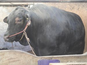 Jokowi Kurban Sapi ke 38 Provinsi di Indonesia