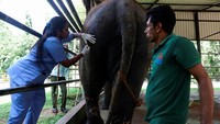 Sak Suri bakal terbang ke Thailand pada 1 juli 2023 mendatang. Tujuannya adalah pegunungan Utara Thailand dan akan menghabiskan waktu selama dua pekan selama di karantina.