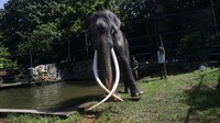 Thailand rencananya bakal membiayai penuh ongkos perjalanan Sak Suri hingga sembuh. Sementara Sri Lanka tetap menanggung biaya perawatan medis dan makan.