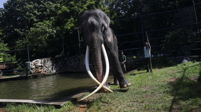A 29-year-old elephant named Sak Surin, an ailing male Thai elephant, which was gifted to Sri Lanka by the Thai government in 2001, walks with his injured left leg after a bath, before his departure back to Thailand for treatment and rehabilitation, at Dehiwala Zoological Garden in Colombo, Sri Lanka June 20, 2023. REUTERS/Dinuka Liyanawatte