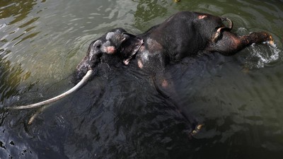 Demi Kesembuhan, Gajah Sakit di Sri Lanka Ini Bakal Terbang ke Thailand