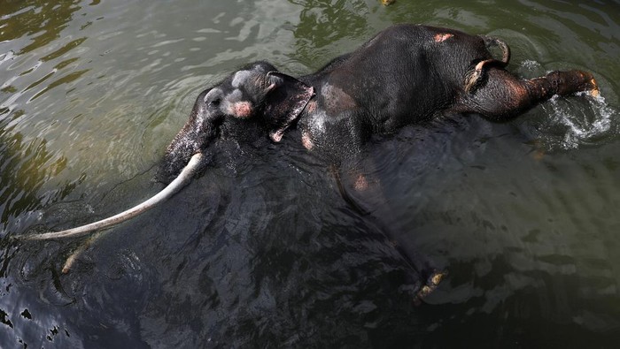 SRI LANKA-THAILAND/ELEPHANT A 29-year-old elephant named Sak Surin, an ailing male Thai elephant, which was gifted to Sri Lanka by the Thai government in 2001, walks with his injured left leg after a bath, before his departure back to Thailand for treatment and rehabilitation, at Dehiwala Zoological Garden in Colombo, Sri Lanka June 20, 2023. REUTERS/Dinuka Liyanawatte