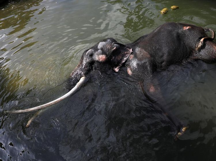Demi Kesembuhan, Gajah Sakit di Sri Lanka Ini Bakal Terbang ke Thailand