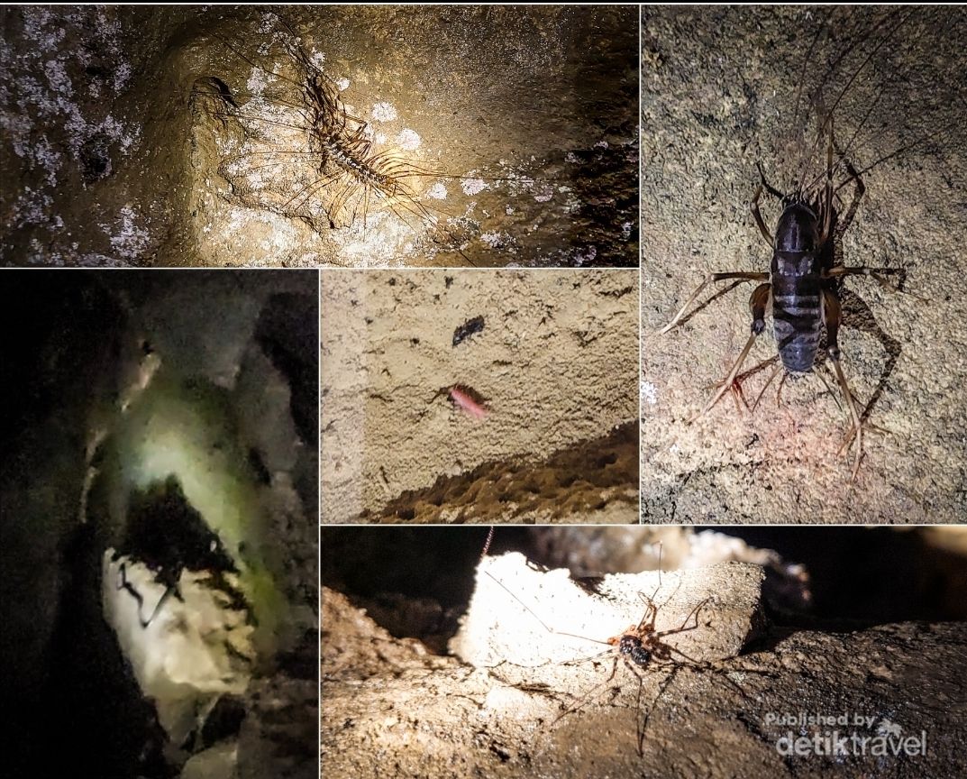 Beberapa biota penghuni gua yang sempat kami lihat