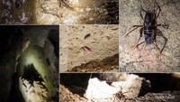 Beberapa biota penghuni gua yang sempat kami lihat