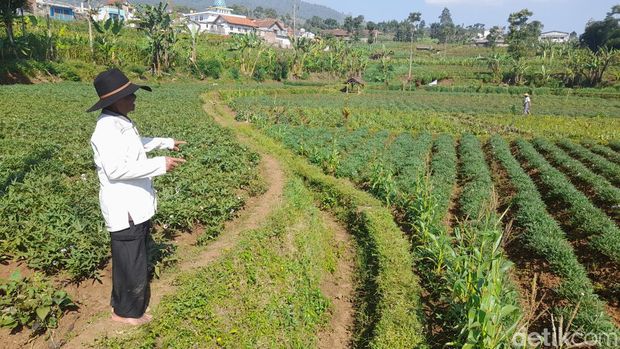 Ubi Cilembu Sumedang.